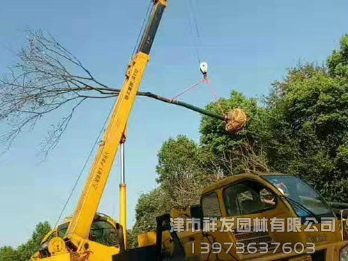 重慶無患子發車-(2)