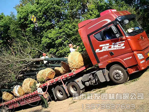 重慶無患子發車-(3)